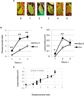 Quantitative Methods to Assess Differential Susceptibility of Arabidopsis thaliana Natural Accessions to Dickeya dadantii